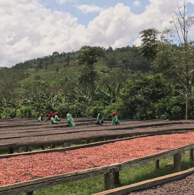 Kaffeeplantage in Rwanda
